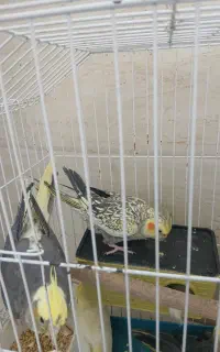 عروس هلندی