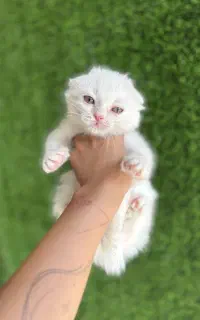 بچه گربه ماده نژاد  اسکاتیش