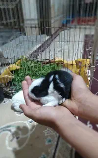 سلام خرگوش ناز