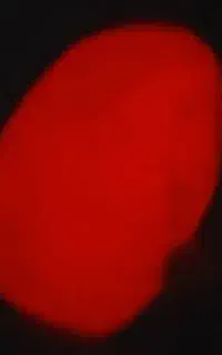 گوهر شب چراغ