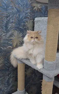 پرشین نر اگزوتیک لانگهیر