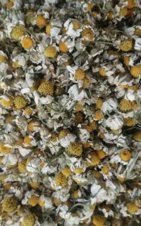 گل بابونه خشک