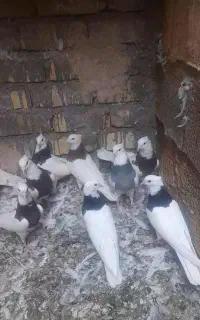 کبوتر طوقی