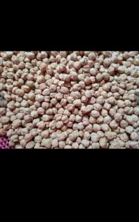 نخود درجه یک کرمانشاه کمترین نرخ بازار (فقط عمده)