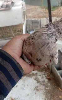 گمشده دم سفید