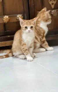 واگزاری گربه میکس پرشین دی اس اچ