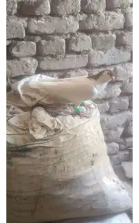 کفتر مسافتی
