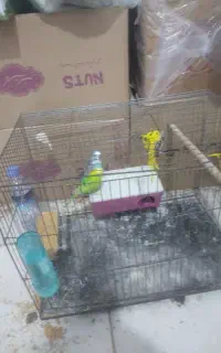 جفت مرغ عشق با قفس