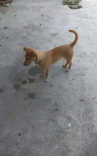 واگذاری سه تا سگ پاکوتاه معاوضه