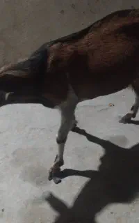 نری به فروش میرسه