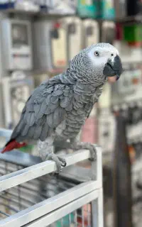 طوطی کاسکو دم شرابی
