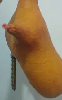 فروش نی انبان