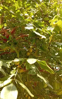 اجاره درخت گردو