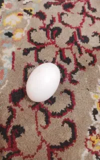 یک تخم کبوتر
