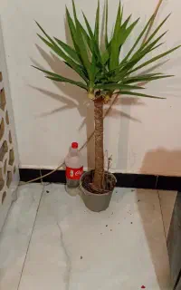 گلهای شیک وپیک