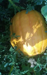 کدو حلوایی برانی