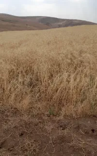 گندم بذرآذر۲