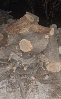 فروش هیزم خشک و دونم تناژ بالا