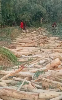 چوب درخت ابریشم اکالیپتوس کنار مرکبات قیمت بالا