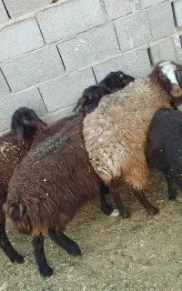 سه تا بره ماده هترو
