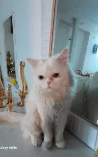 فروش گربه پرشین