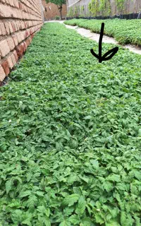 نشاع گوجه بدرو 6000هزار تا موجوده