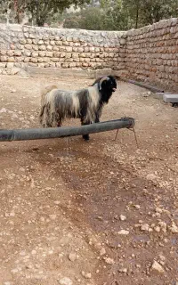 بهده(چپش)داشتی
