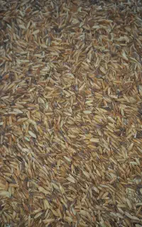 شلتوگ بزری