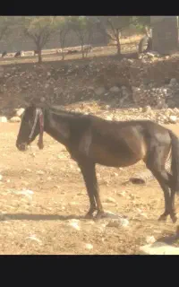 مادییو ب فروش میرسد