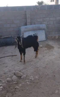 کهره نر.پازن