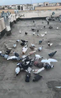 کفتر