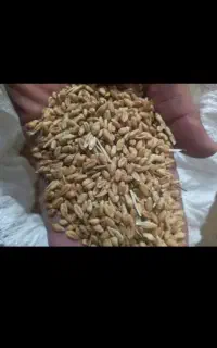 گندم اکراینی  خریدارم