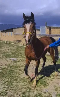 اسب