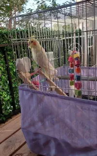 عروس هلندی با قفس