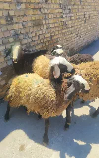 بره  نر و ماده مناسب برای نگهداری و قربانی