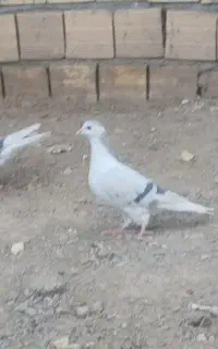 کبوتر