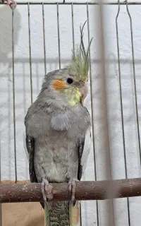 عروس هلندی