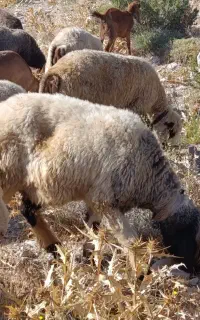 میش داشتی گله گیر