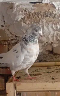 ماده