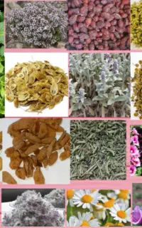 خریدوفروش گیاهان دارویی