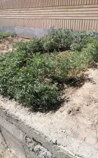 نهال گوجه محلی