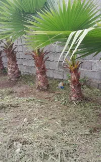 پالم  سرو شیرازی  بوداغ کیش