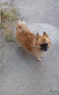 سگ پامر