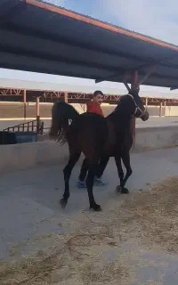 مادیان نوه کامران