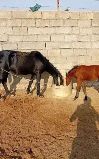 مادیون کره اسب