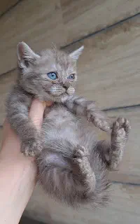 بیریتیش چاکلت