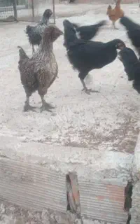 جوجه مرغ ۳ ماهه