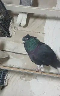 کبوتر