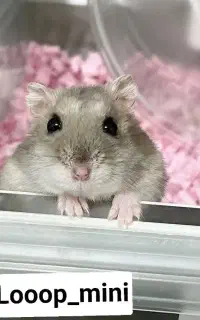 همستربندانگشتی