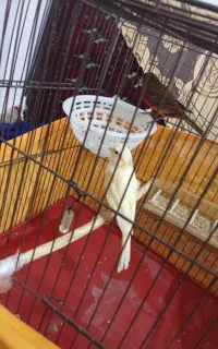 قناری‌سرحال‌نروماده